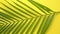 Green fresh tropical palm leaf placed on yellow background. Minimal nature. Summer Style.