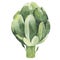 Green fresh useful eco-friendly artichoke vegetable, vegetarian