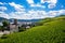 Green fresh vineyard near Ruedesheim, Rheinland