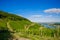 Green fresh vineyard near Ruedesheim in Rheinland-Pfalz, Germany