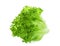 Green frillice iceberg lettuce isolated on white