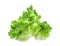 Green frillice iceberg lettuce isolated on white