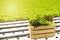 Green frillice iceberg lettuce with red oak in wooden basket,organic green vegetable growth in greenhouse hydroponic farm,healthy