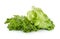 Green frillies iceberg lettuce on white background