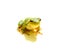 Green Frog