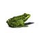 Green frog