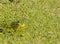 Green Frog amid Duckweed