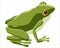Green Frog Amphibious Animal