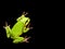 Green frog background