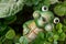 Green frog background