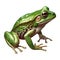 A green frog with a black spot on its face. Generative AI