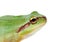 Green frog with bulging eyes golden