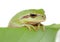 Green frog with bulging eyes golden on a leaf