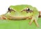 Green frog with bulging eyes golden on a leaf