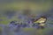 A green frog close up in a pond.