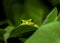 Green frog curious peek