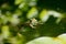 Green frog floating in a pond