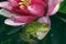 A green frog lies on the petals of a water Lily. Macrophotography