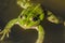 Green frog lies on water/green frog lies on water, top view