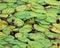 Green Frog Among Lily Pads