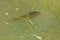 Green Frog - Lithobates clamitans