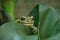 Green frog looks out of the leaves