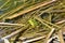 Green frog, male, with yellow throat during breeding season