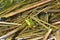 Green frog, male, with yellow throat during breeding season