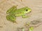 Green frog in marsh