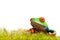 Green frog on moss isolated