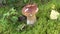 Green frog on moss and mushroom boletus