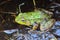 Green frog in muddy swamp