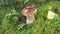 Green frog near mushroom boletus eating house-fly