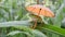 Green Frog with Orange Umbrella on Tall Leaf