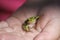 Green frog on the palm