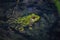 Green frog peeking out from shallow end of lake