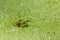 Green frog in a pond full of duckweed