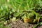 Green frog Rana lessonae in grass