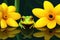 a green frog resting on a vibrant yellow lily pad