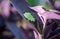 A green frog rests on a leaf in Missouri