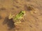 Green frog in shallow water with muddy bottom