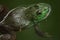 Green frog sits on lily leaves in a pond