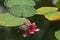 Green frog sits on lily leaves in a pond