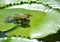 A green frog sits on a sheet of lily in a lake.