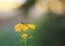 a green frog sits on yellow tansy flowers in a Sunny summer garden