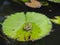 Green frog sitting on a large Lotus leaf