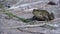 Green frog sitting on a river bank and jump in water. Slow motion