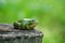 Green frog sitting on stump, blank background for the text