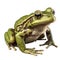 A green frog sitting on top of a black background. Generative AI