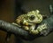 Green frog sitting on a tree branch on a dark background